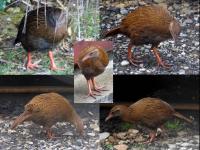 Albums/20060200-New Zealand 2006/20060206-Shantytown/19